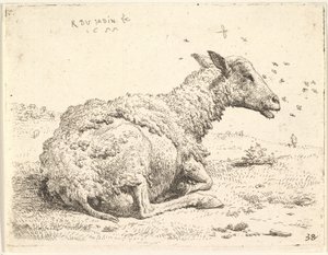 Delvist klippede får liggende i græsset med insekter svævende omkring hovedet, 1655.