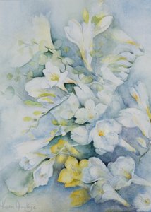 Freesia Eldus, Kæmpehvid af Karen Armitage