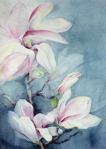 Magnolia Soulangeana (lodret)