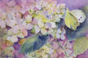 Bleg skyet gul sommerfugl, Colias Hyale på hortensia af Karen Armitage