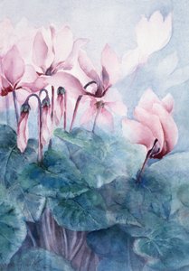 Pink Cyclamen Pseudibericum af Karen Armitage