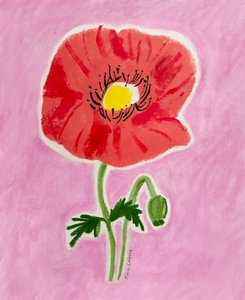 Rød valmue i blomst