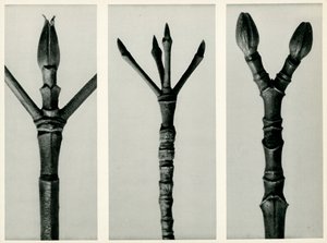 Cornus Nuttallii, 1929 (fotogravure) af Karl Blossfeldt