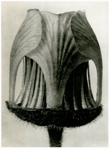 Geum Rivale. 1929 (fotografering) af Karl Blossfeldt