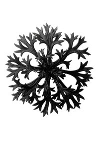 Originale former for kunst af Karl Blossfeldt