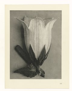 Plantestudier Arketyper af kunst: fotografiske billeder af planter (serietitel) af Karl Blossfeldt