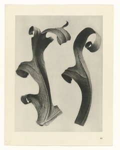 Plantestudier Arketyper af kunst: fotografiske billeder af planter (serietitel) af Karl Blossfeldt