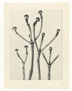Plantestudier Arketyper af kunst: fotografiske billeder af planter (serietitel) af Karl Blossfeldt