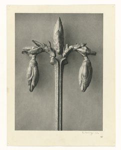 Plantestudier Arketyper af kunst: fotografiske billeder af planter (serietitel) af Karl Blossfeldt