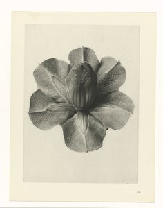 Plantestudier Arketyper af kunst: fotografiske billeder af planter (serietitel) af Karl Blossfeldt