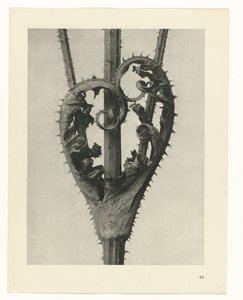 Plantestudier Arketyper af kunst: fotografiske billeder af planter (serietitel) af Karl Blossfeldt