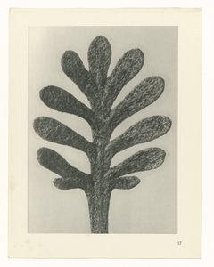 Plantestudier Arketyper af kunst: fotografiske billeder af planter (serietitel) af Karl Blossfeldt