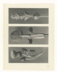 planlægge undersøgelse Arketyper af kunst (serietitel) af Karl Blossfeldt