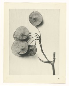 Planteundersøgelse Primal Forms of Art (Series Titel) af Karl Blossfeldt
