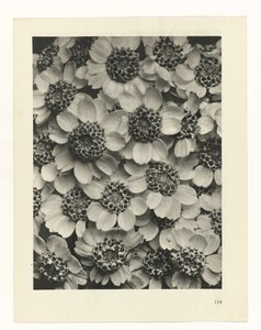 planlægge undersøgelse Arketyper af kunst (serietitel) af Karl Blossfeldt