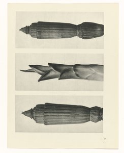 planlægge undersøgelse Arketyper af kunst (serietitel) af Karl Blossfeldt