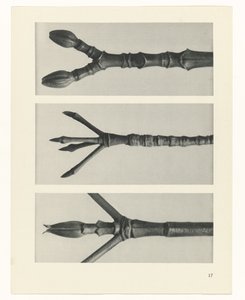 planlægge undersøgelse Arketyper af kunst (serietitel) af Karl Blossfeldt