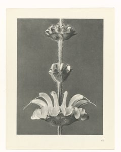 planlægge undersøgelse Arketyper af kunst (serietitel) af Karl Blossfeldt