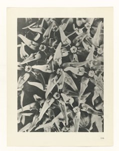 planlægge undersøgelse Arketyper af kunst (serietitel) af Karl Blossfeldt