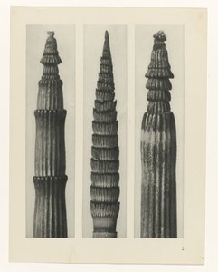 planlægge undersøgelse Arketyper af kunst (serietitel) af Karl Blossfeldt