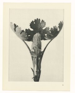 planlægge undersøgelse Arketyper af kunst (serietitel) af Karl Blossfeldt