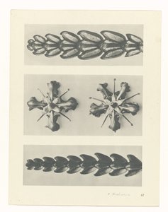 planlægge undersøgelse Arketyper af kunst (serietitel) af Karl Blossfeldt