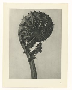 planlægge undersøgelse Arketyper af kunst (serietitel) af Karl Blossfeldt