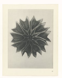 planlægge undersøgelse Arketyper af kunst (serietitel) af Karl Blossfeldt