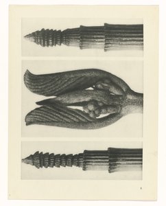 planlægge undersøgelse Arketyper af kunst (serietitel) af Karl Blossfeldt