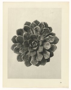 planlægge undersøgelse Arketyper af kunst (serietitel) af Karl Blossfeldt