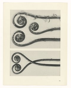 planlægge undersøgelse Arketyper af kunst (serietitel) af Karl Blossfeldt