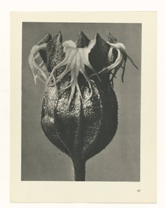 planlægge undersøgelse Arketyper af kunst (serietitel) af Karl Blossfeldt