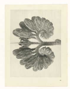 planlægge undersøgelse Arketyper af kunst (serietitel) af Karl Blossfeldt