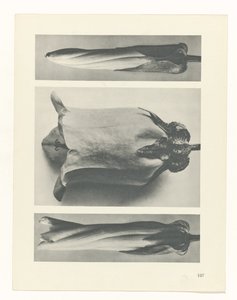 planlægge undersøgelse Arketyper af kunst (serietitel) af Karl Blossfeldt