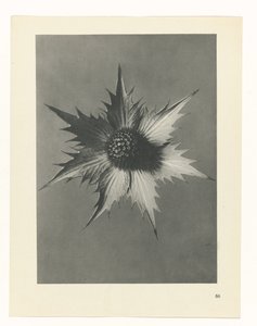 planlægge undersøgelse Arketyper af kunst (serietitel) af Karl Blossfeldt