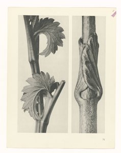 planlægge undersøgelse Arketyper af kunst (serietitel) af Karl Blossfeldt