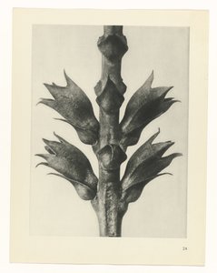 planlægge undersøgelse Arketyper af kunst (serietitel) af Karl Blossfeldt