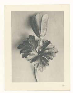 planlægge undersøgelse Arketyper af kunst (serietitel) af Karl Blossfeldt