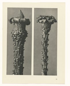 planlægge undersøgelse Arketyper af kunst (serietitel) af Karl Blossfeldt