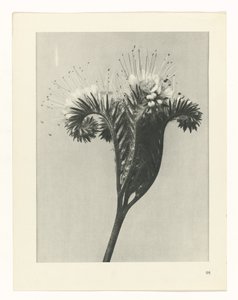 planlægge undersøgelse Arketyper af kunst (serietitel) af Karl Blossfeldt