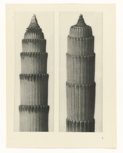 planlægge undersøgelse Arketyper af kunst (serietitel) af Karl Blossfeldt