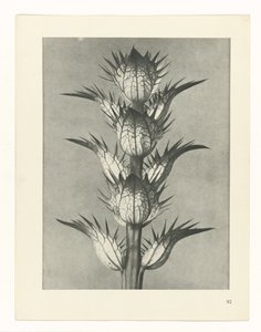 planlægge undersøgelse Arketyper af kunst (serietitel) af Karl Blossfeldt