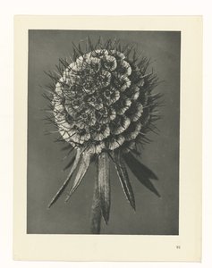 planlægge undersøgelse Arketyper af kunst (serietitel) af Karl Blossfeldt