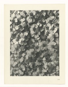 planlægge undersøgelse Arketyper af kunst (serietitel) af Karl Blossfeldt