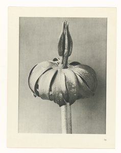 planlægge undersøgelse Arketyper af kunst (serietitel) af Karl Blossfeldt