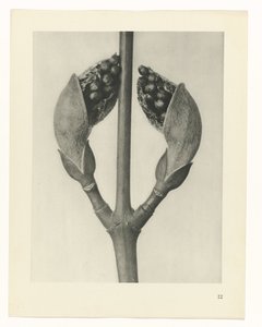 planlægge undersøgelse Arketyper af kunst (serietitel) af Karl Blossfeldt