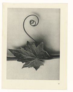 planlægge undersøgelse Arketyper af kunst (serietitel) af Karl Blossfeldt