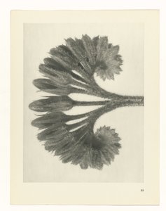 planlægge undersøgelse Arketyper af kunst (serietitel) af Karl Blossfeldt
