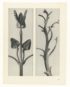 planlægge undersøgelse Arketyper af kunst (serietitel) af Karl Blossfeldt