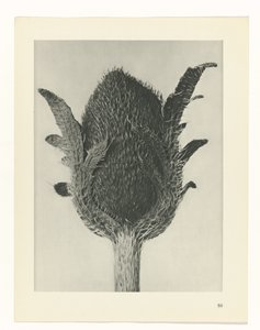 planlægge undersøgelse Arketyper af kunst (serietitel) af Karl Blossfeldt